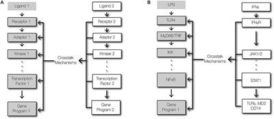 Signaling Crosstalk Mechanisms That May Fine-Tune Pathogen-Responsive NFκB